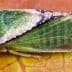 Close-up of a green spittlebug resting on a leaf with visible details of its wings and body. - Olive Oil Times