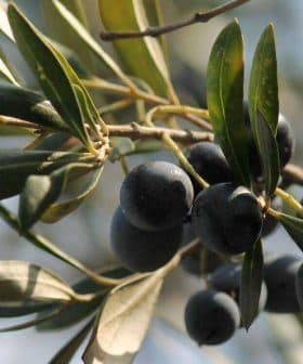 A close-up view of black olives growing on an olive branch with green leaves. - Olive Oil Times