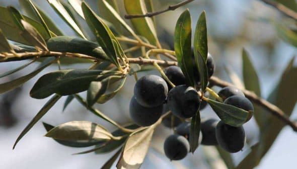A close-up view of black olives growing on an olive branch with green leaves. - Olive Oil Times