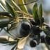 A close-up view of black olives growing on an olive branch with green leaves. - Olive Oil Times