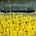 Yellow paint splashes creating droplets in an abstract pattern. - Olive Oil Times