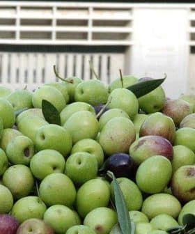 A pile of green and purple table olives with leaves in a container. - Olive Oil Times