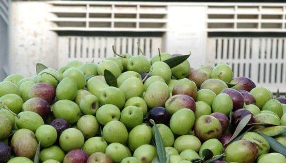 A pile of green and purple table olives with leaves in a container. - Olive Oil Times