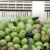 A pile of green and purple table olives with leaves in a container. - Olive Oil Times