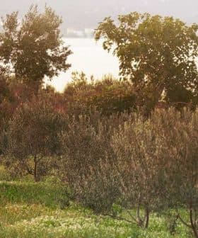Olive trees in a grove with green grass and a body of water in the background. - Olive Oil Times