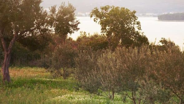 Olive trees in a grove with green grass and a body of water in the background. - Olive Oil Times