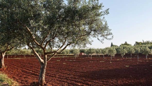 Olive trees in a grove with red soil under a clear sky. - Olive Oil Times