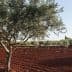Olive trees in a grove with red soil under a clear sky. - Olive Oil Times