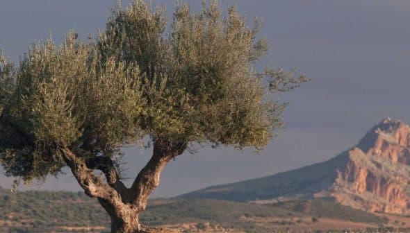 An olive tree stands prominently with a mountainous landscape in the background under a cloudy sky. - Olive Oil Times