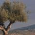 An olive tree stands prominently with a mountainous landscape in the background under a cloudy sky. - Olive Oil Times