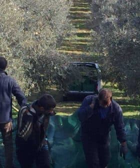 Four individuals harvesting olives in an olive grove with nets on the ground. - Olive Oil Times