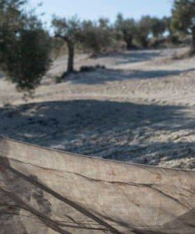 Two individuals collecting olives using a net in an olive grove in Andalusia. - Olive Oil Times