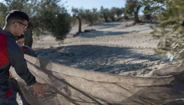 Two individuals collecting olives using a net in an olive grove in Andalusia. - Olive Oil Times