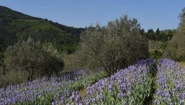 Rows of blooming iris flowers in a field surrounded by olive trees on a hillside. - Olive Oil Times