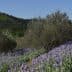 Rows of blooming iris flowers in a field surrounded by olive trees on a hillside. - Olive Oil Times