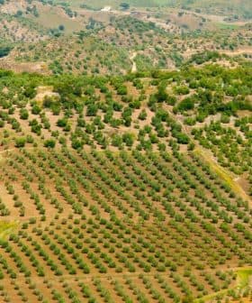 Aerial view of olive groves in a mountainous region of Spain with rows of olive trees. - Olive Oil Times