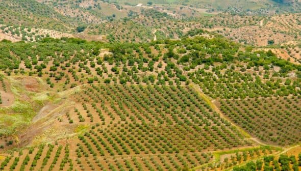 Aerial view of olive groves in a mountainous region of Spain with rows of olive trees. - Olive Oil Times
