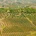 Aerial view of olive groves in a mountainous region of Spain with rows of olive trees. - Olive Oil Times