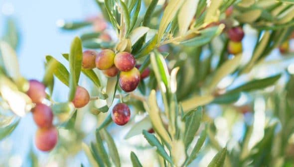 Close-up of an olive branch featuring ripening olives in various colors. - Olive Oil Times