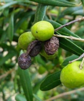 Cluster of green olive fruits growing on a branch among green leaves. - Olive Oil Times