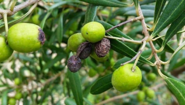 Cluster of green olive fruits growing on a branch among green leaves. - Olive Oil Times