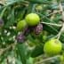 Cluster of green olive fruits growing on a branch among green leaves. - Olive Oil Times
