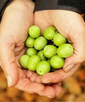 Two hands holding a collection of fresh green olives against a blurred background. - Olive Oil Times