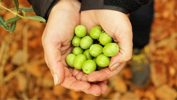 Two hands holding a collection of fresh green olives against a blurred background. - Olive Oil Times