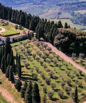 Aerial view of an olive grove with trees and a hillside landscape in the background. - Olive Oil Times