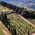Aerial view of an olive grove with trees and a hillside landscape in the background. - Olive Oil Times
