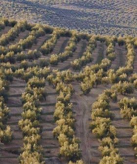 Aerial view of neatly arranged olive trees in rows on a hillside. - Olive Oil Times