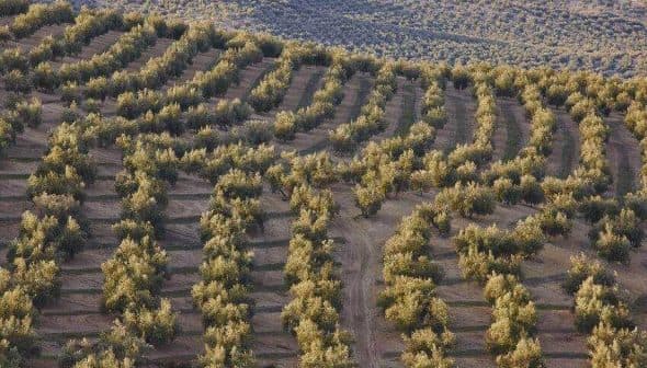 Aerial view of neatly arranged olive trees in rows on a hillside. - Olive Oil Times