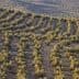 Aerial view of neatly arranged olive trees in rows on a hillside. - Olive Oil Times
