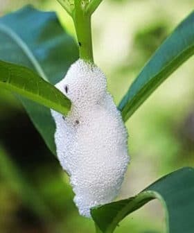 A white cocoon-like structure on a green plant stem surrounded by green leaves. - Olive Oil Times