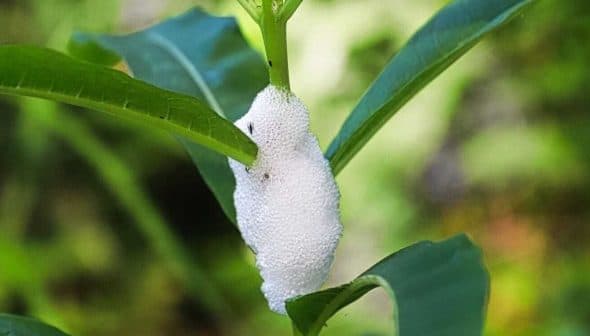 A white cocoon-like structure on a green plant stem surrounded by green leaves. - Olive Oil Times