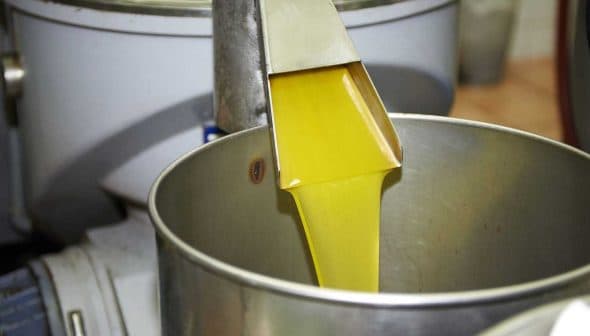 Stream of yellow olive oil being poured from a metal spout into a metal container. - Olive Oil Times