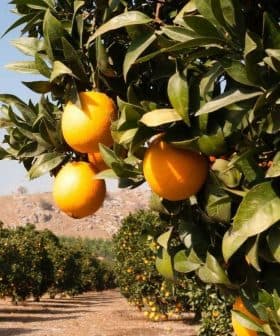 Orange trees with ripe oranges hanging from branches in an orchard setting. - Olive Oil Times