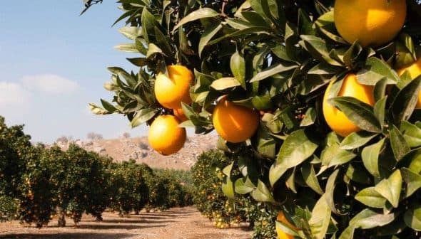 Orange trees with ripe oranges hanging from branches in an orchard setting. - Olive Oil Times