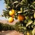 Orange trees with ripe oranges hanging from branches in an orchard setting. - Olive Oil Times
