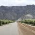 Dirt road flanked by olive trees with mountains in the background. - Olive Oil Times
