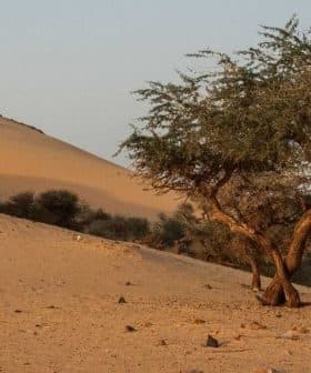A solitary tree growing in a sandy desert landscape with dunes in the background. - Olive Oil Times