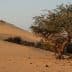 A solitary tree growing in a sandy desert landscape with dunes in the background. - Olive Oil Times