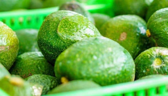 Fresh green avocados displayed in green plastic baskets at a market. - Olive Oil Times