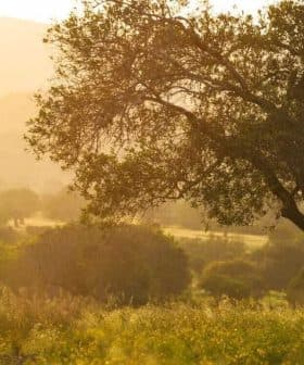 A solitary olive tree stands in a field during sunset, with soft golden light illuminating the landscape. - Olive Oil Times