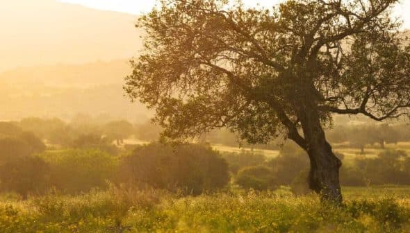A solitary olive tree stands in a field during sunset, with soft golden light illuminating the landscape. - Olive Oil Times