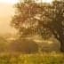 A solitary olive tree stands in a field during sunset, with soft golden light illuminating the landscape. - Olive Oil Times