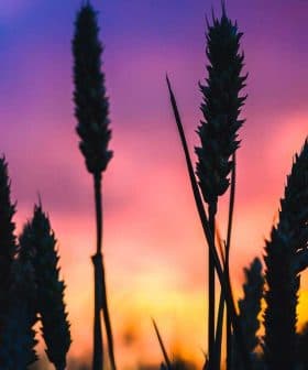 Silhouetted wheat stalks with a colorful sunset sky in the background. - Olive Oil Times