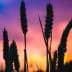 Silhouetted wheat stalks with a colorful sunset sky in the background. - Olive Oil Times