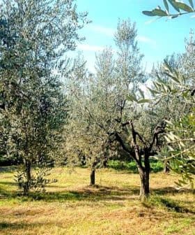 Olive trees in a grove with green foliage and a clear blue sky in San Casciano in Val di Pesa, Florence. - Olive Oil Times