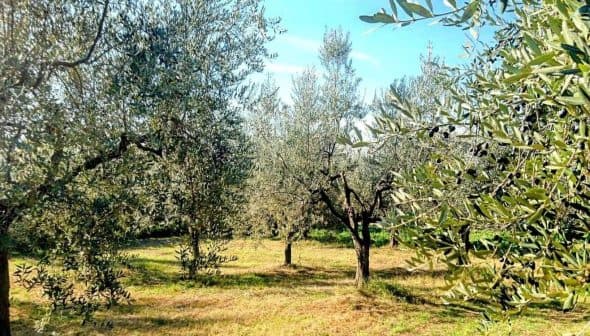 Olive trees in a grove with green foliage and a clear blue sky in San Casciano in Val di Pesa, Florence. - Olive Oil Times